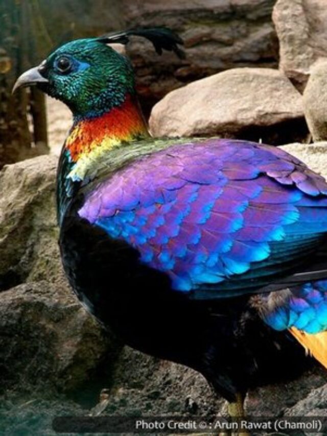 State bird of Uttarakhand